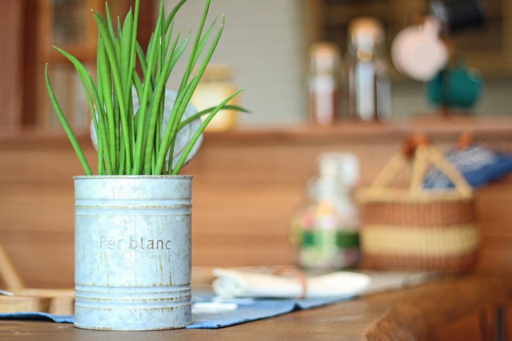 西尾市の地中熱住宅。C値0.09の安定した温熱環境により、観葉植物も健やかに育つイリートデザインのリビング。